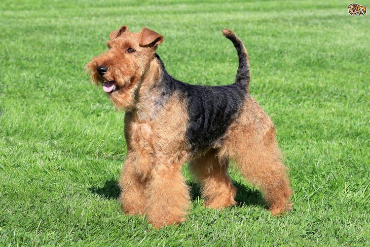 Welsh Terrier Is the Welsh terrier a good choice of pet Pets4Homes