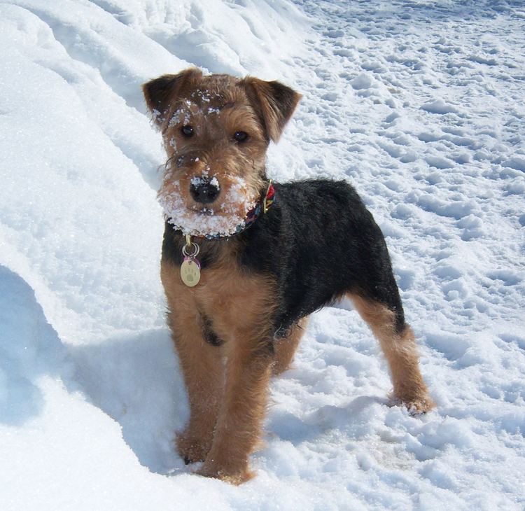 Welsh Terrier Welsh Terrier Breed Guide Learn about the Welsh Terrier