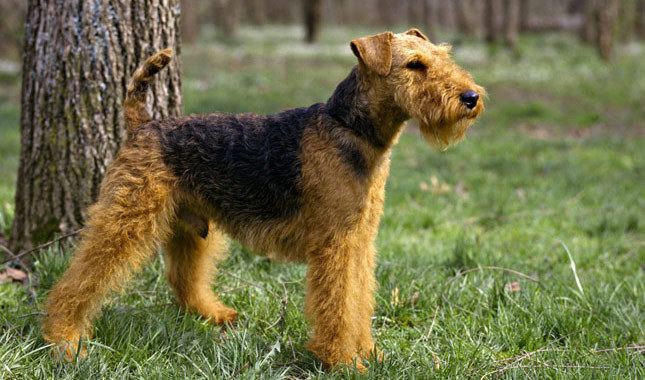 Welsh Terrier Welsh Terrier Dog Breed Information