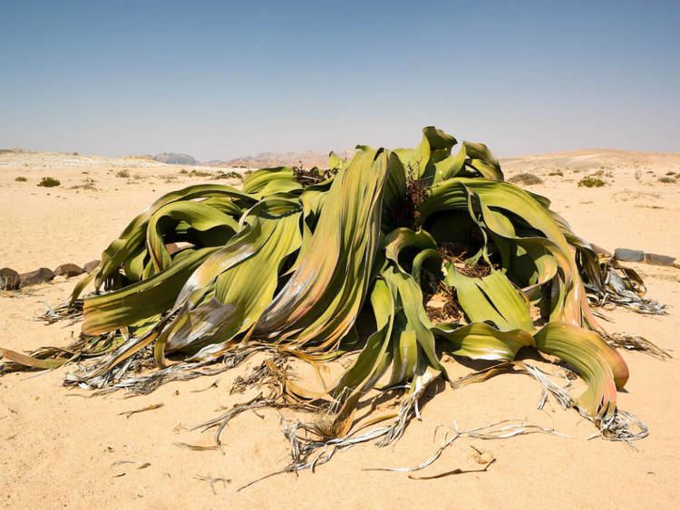 Welwitschia 1000 images about Welwitschia on Pinterest To be Trees and Other