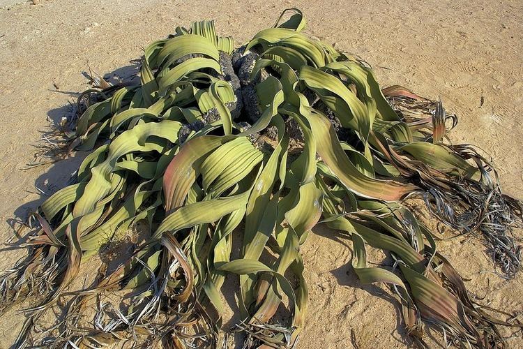 Welwitschia Welwitschia Mirablilis An Extraordinary Plant Amusing Planet