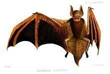 Welwitsch's bat httpsuploadwikimediaorgwikipediacommonsthu