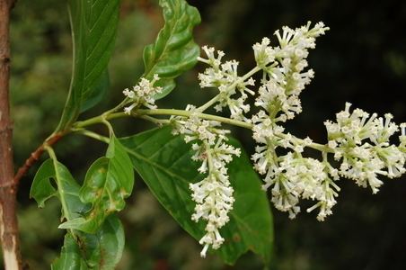 Wendlandia Wendlandia grandis Hookf Cowan nom superfl Species Bhutan