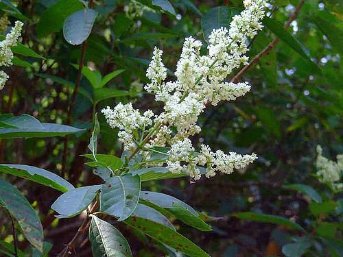 Wendlandia Wendlandia thyrsoidea Pervi Rubiaceae 20100131goa0403 e Flickr