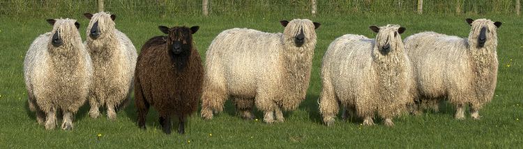 Wensleydale (sheep) West End Wensleydales Wensleydale Sheep The Sheep