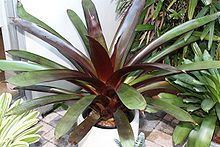 Werauhia sanguinolenta httpsuploadwikimediaorgwikipediacommonsthu