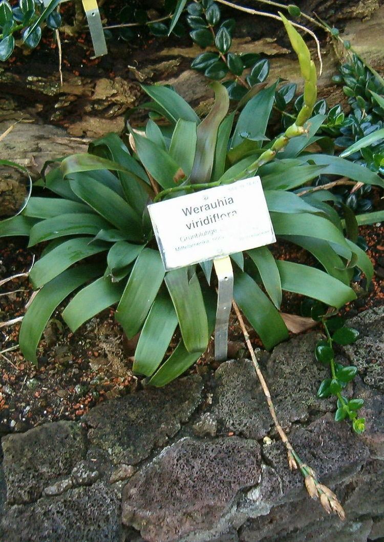 Werauhia viridiflora