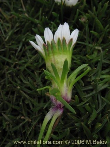 Werneria (plant) wwwchilefloracomFlorachilenaImagesHighIMG529