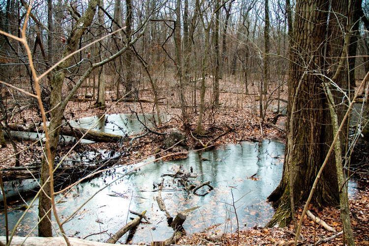 Wesselman Woods Nature Preserve Wesselman Woods urban old growth in a National Natural Landmark