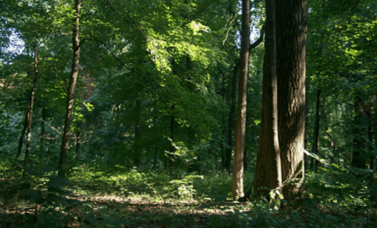 Wesselman Woods Nature Preserve Wesselman Woods Nature Preserve Visit Evansville