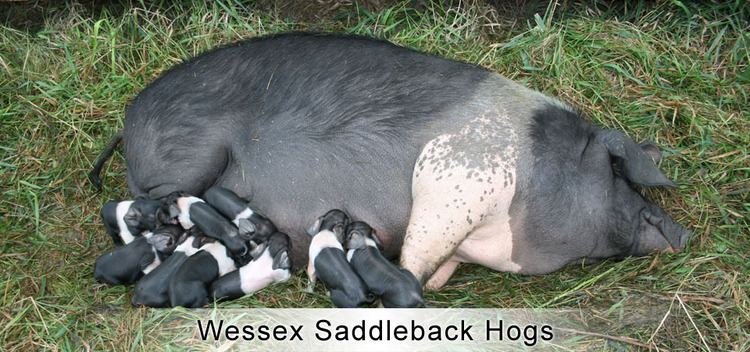 Wessex Saddleback Wessex Saddleback Hogs Maveric Heritage Ranch Co
