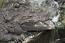 West African crocodile httpsuploadwikimediaorgwikipediacommonsthu