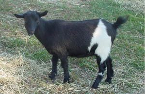 West African Dwarf goat Nigerian Dwarf Goat For Sale Miniature Dairy Milking Animals Care