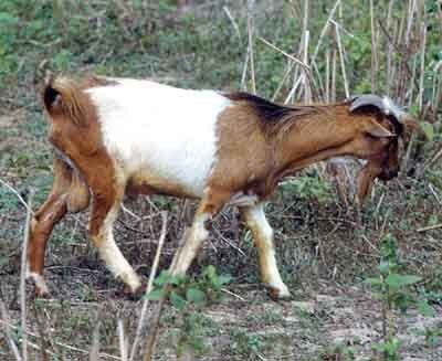 West African Dwarf goat wwwroysfarmcomwpcontentuploads201608WestA