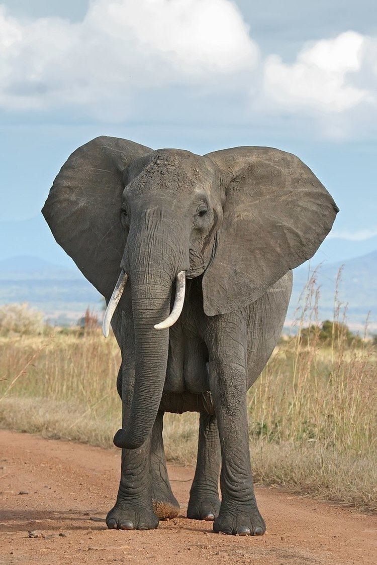 West African Elephant Memorandum of Understanding