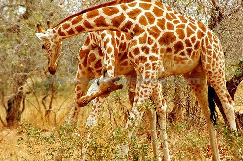 West African giraffe African Giraffe Facts Anatomy Diet Habitat Behavior Animals Time
