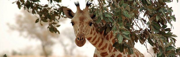 West African giraffe West African Giraffe Giraffe Facts and Information