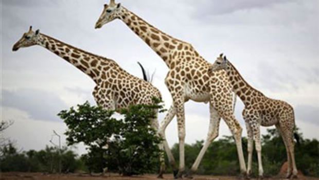 West African giraffe West African Giraffes Defy Extinction CBS News
