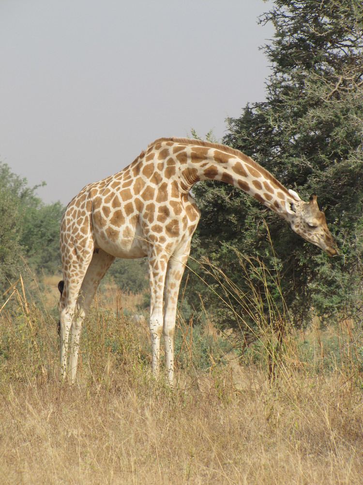 West African giraffe FileWest African Giraffe near Kourjpg Wikimedia Commons