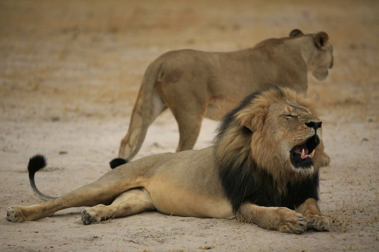 West African lion Its not just Cecil lions are vanishing all over West Africa New