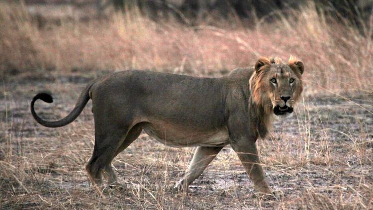 West African lion Lions facing extinction in West Africa BBC News