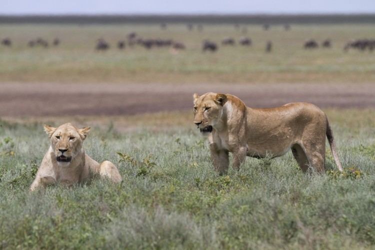 West African lion West African Lion Nearly Extinct Study Calls For Urgent