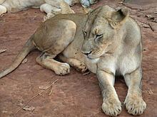 West African lion httpsuploadwikimediaorgwikipediacommonsthu