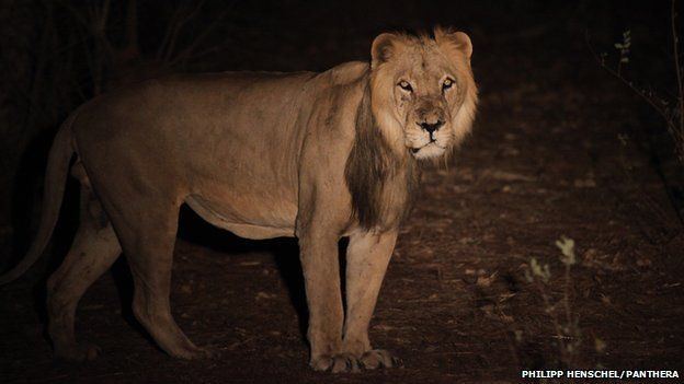 West African lion Lions facing extinction in West Africa BBC News