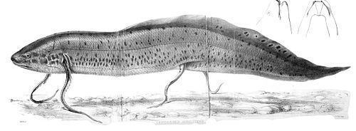 West African lungfish West African lungfish Wikipedia