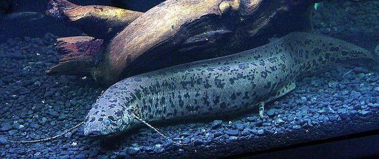 West African lungfish West African lungfish Protopterus annectens Tropical Fish Keeping