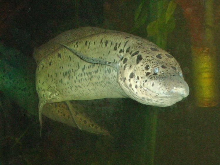 West African lungfish The Online Zoo West African Lungfish