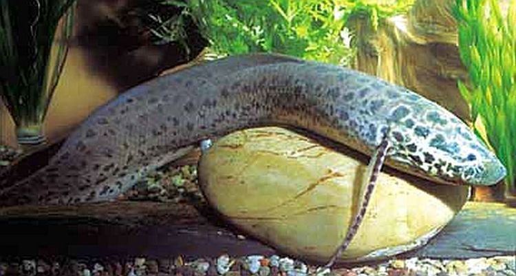 West African lungfish West African lungfish Protopterus annectens Tropical Fish Keeping