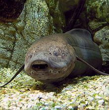 West African lungfish httpsuploadwikimediaorgwikipediacommonsthu