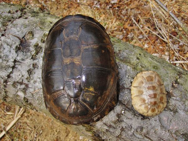 West African mud turtle West African Mud Turtle Information and Care