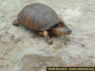 West African mud turtle World Chelonian Trust Pelusios Gallery