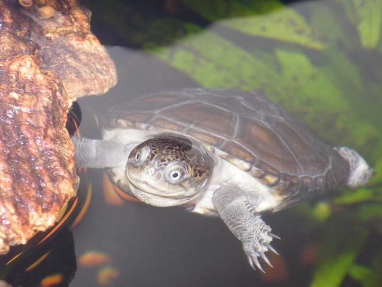 West African mud turtle our new african mud turtle thanks Jo Reptile Forums