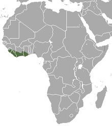 West African pygmy shrew httpsuploadwikimediaorgwikipediacommonsthu