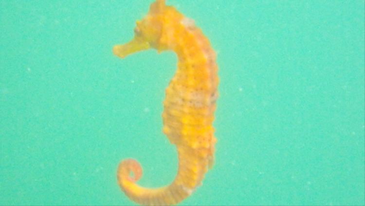 West African seahorse video footage of unstudied West African seahorse released