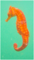 West African seahorse Types of seahorses Fish For Information