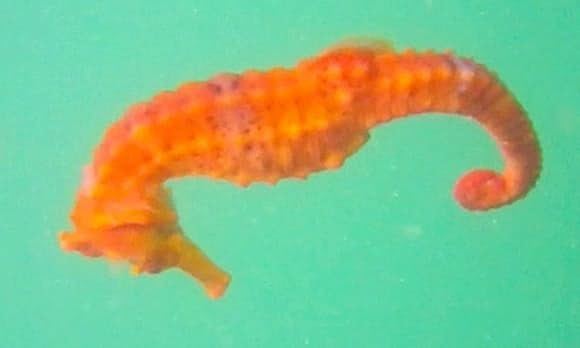 West African seahorse West African seahorse filmed for the first time video
