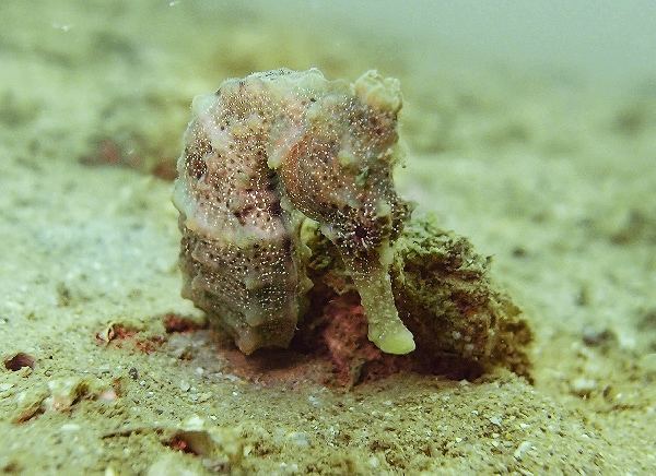 West African seahorse Seahorse Syngnathid Species FusedJaw FusedJaw