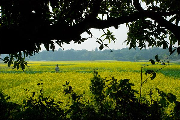 West Bengal Beautiful Landscapes of West Bengal