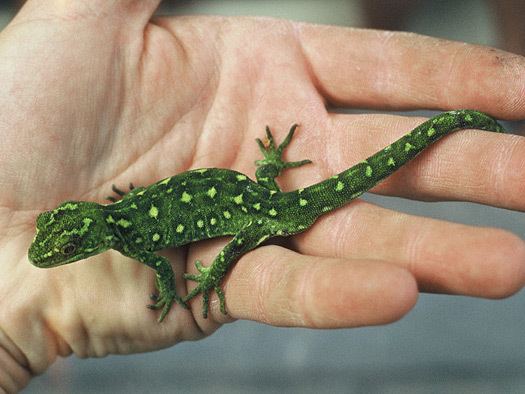 West Coast green gecko