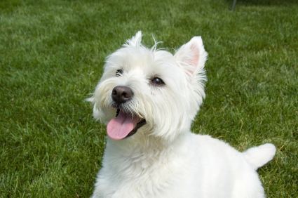 West Highland White Terrier West Highland White Terrier Temperament amp Personality
