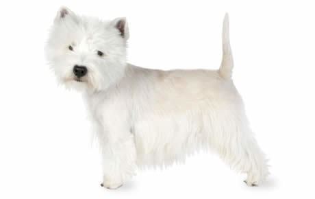 West Highland White Terrier West Highland White Terrier Dog Breed Information Pictures