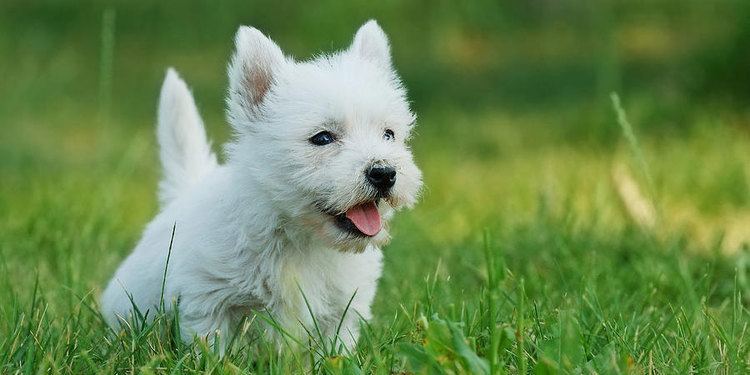 West Highland White Terrier West Highland White Terrier Breed Information Characteristics