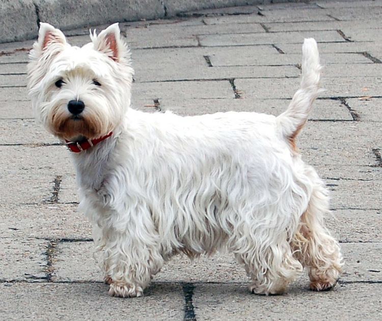 West Highland White Terrier httpsuploadwikimediaorgwikipediacommons22