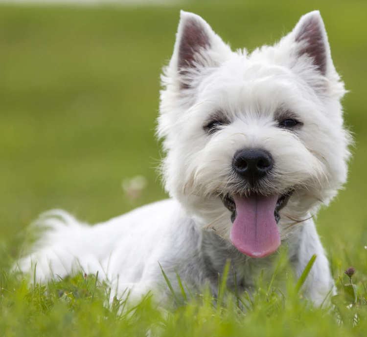 West Highland White Terrier Which breed of Puppy The West Highland White Terrier