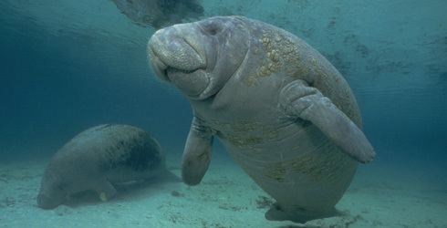 West Indian manatee West Indian Manatee The Nature Conservancy