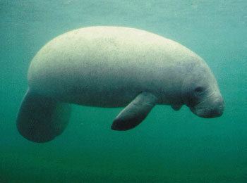 West Indian manatee West Indian Manatee The Animal Files